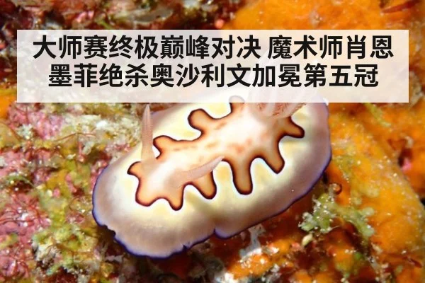 大师赛终极巅峰对决 魔术师肖恩墨菲绝杀奥沙利文加冕第五冠